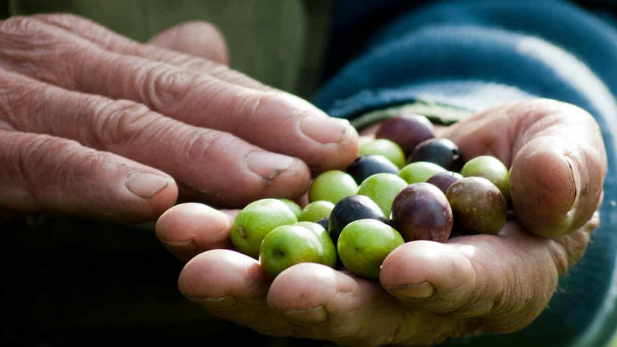 Olivenöl Herstellung in Italien