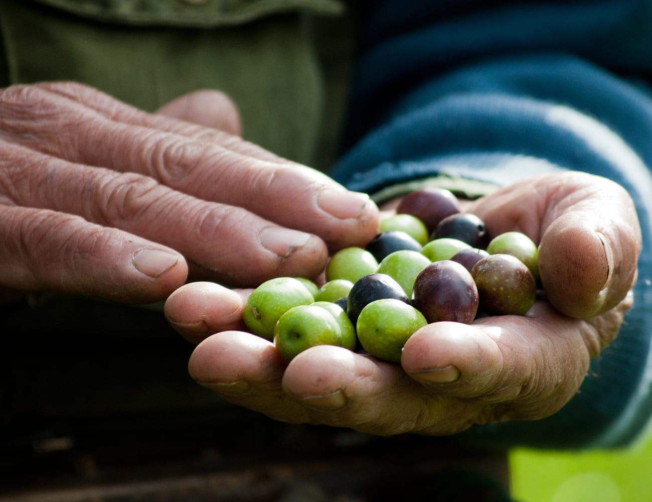 Give the gift of olive oil – PERGOLESE always goes down well!