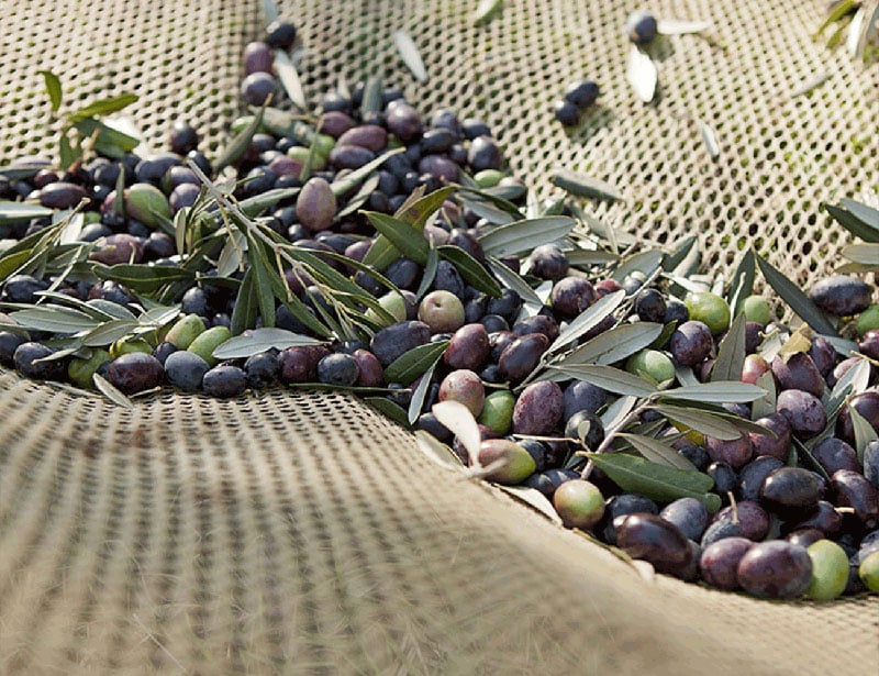 Natives-Olivenoel-pergolese-oliven